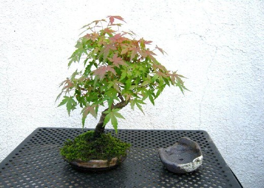 鸡爪槭盆景整姿技术1
