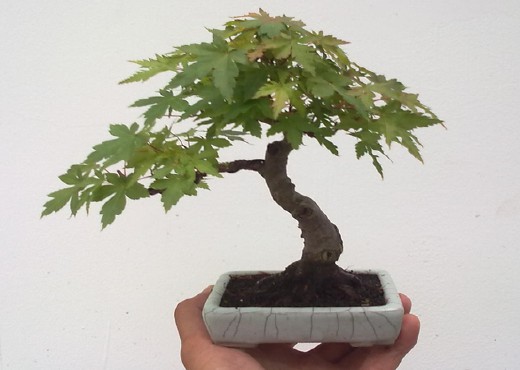 鸡爪槭盆景整姿技术3