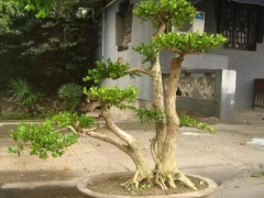 瓜子黄杨造型技术