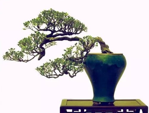瓜子黄杨造型技术3