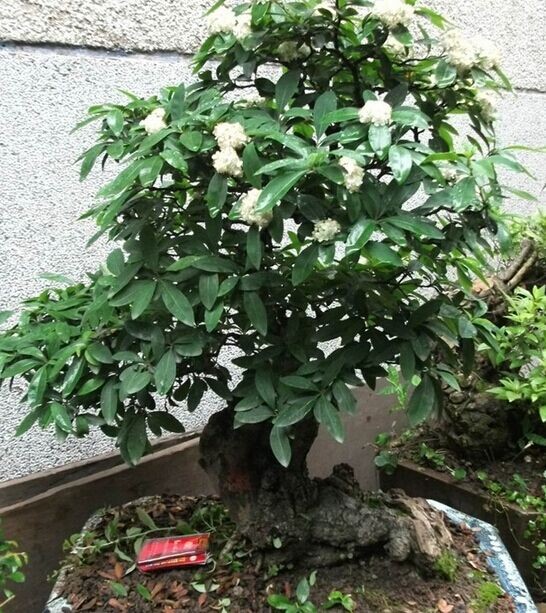 火棘盆景粗扎细剪的造型方法5