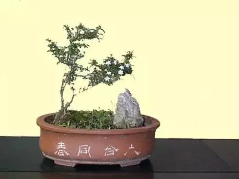 六月雪盆景造型技巧1