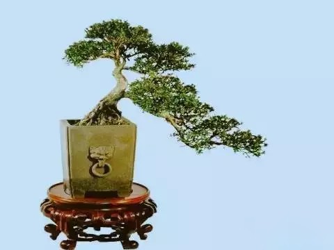 六月雪盆景造型技巧2