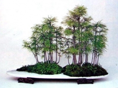 合植式盆景的造型