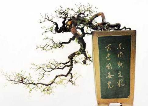 悬崖式盆景的造型3