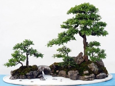 合植式盆景的造型2