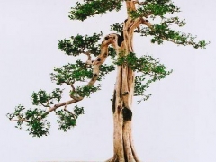 直干式盆景造型