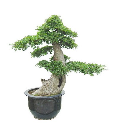 直干式盆景造型4
