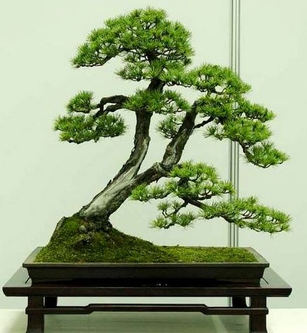 卧干式盆景造型6