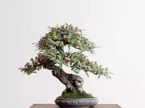 崖柏盆景造型技法4