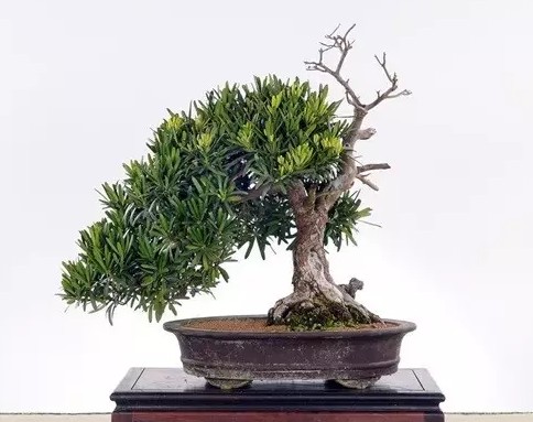 罗汉松盆景造型技术3