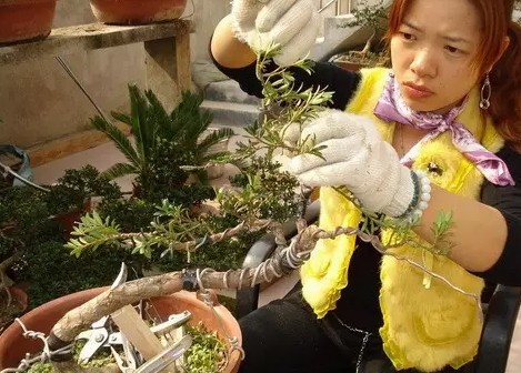 罗汉松盆景造型技术1