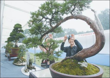 山松盆景弯曲造型技巧