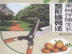 果树盆景标准整形修剪原则