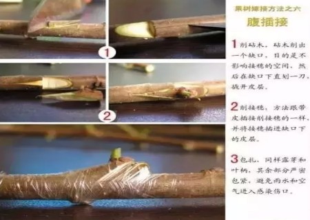盆景嫁接技术图解7