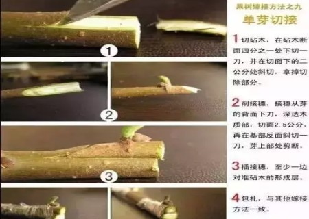 盆景嫁接技术图解10