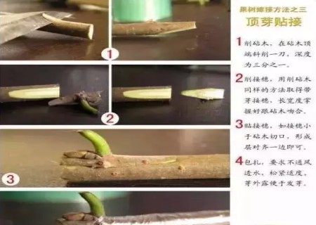 盆景嫁接技术图解4