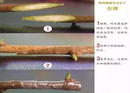盆景嫁接技术图解11