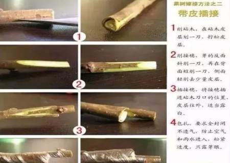 盆景嫁接技术图解3
