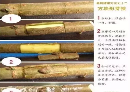盆景嫁接技术图解6