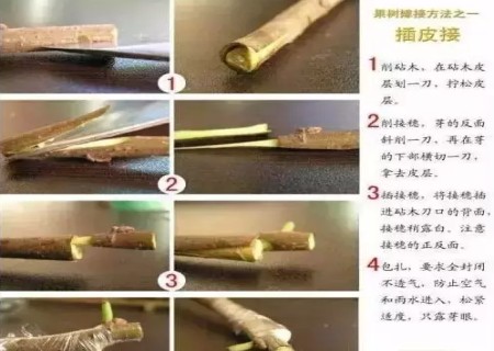 盆景嫁接技术图解2