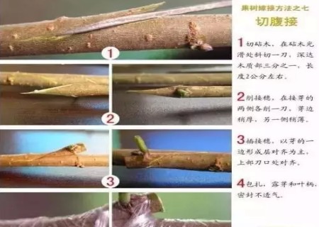 盆景嫁接技术图解8