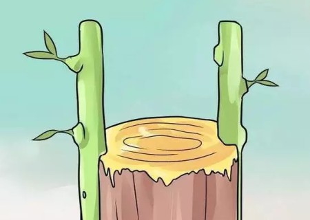 盆景插皮嫁接技术图解8