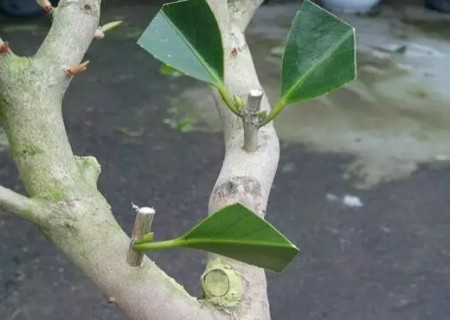 盆景钻孔嫁接技术图解11