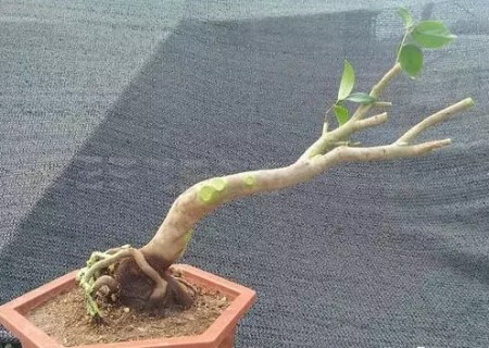 盆景钻孔嫁接技术图解1