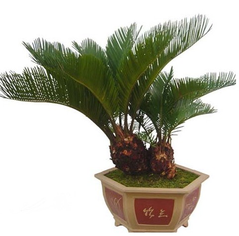 铁树