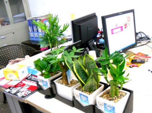 如何正确摆放办公室风水植物6