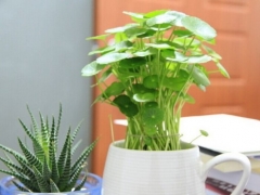 办公室盆栽植物摆放建议