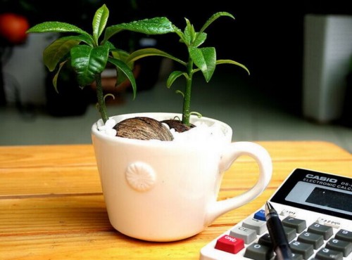 办公室盆栽植物摆放建议2