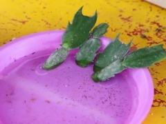 蟹爪兰怎样用生根粉