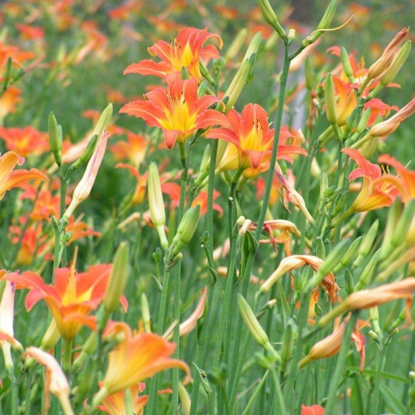 萱草、黄花菜、金针菜、鹿葱、川草花、忘郁、丹棘等