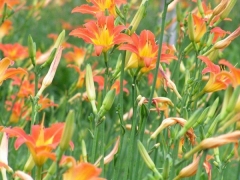 萱草