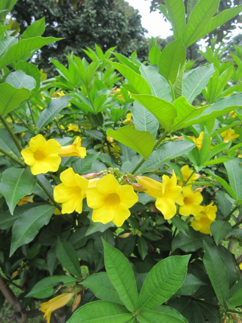 黄蝉花