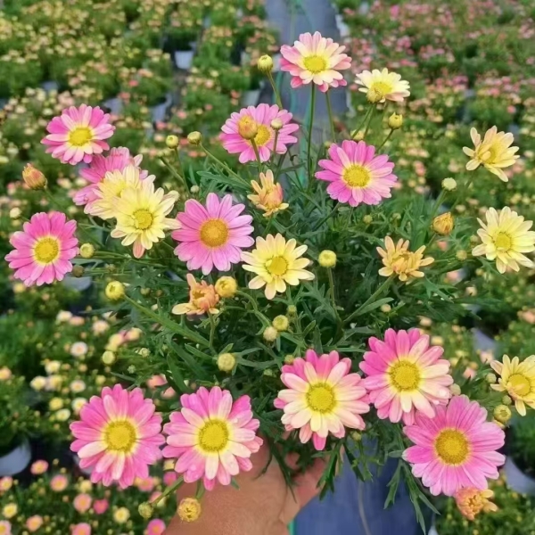 玛格丽特花